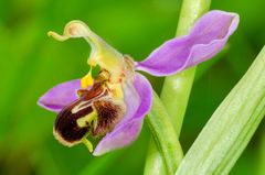 Bienen-Ragwurz (Ophrys apifera)