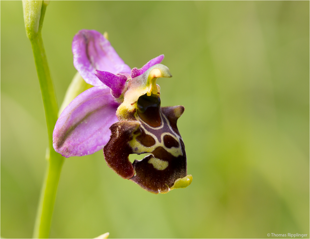 Bienen-Ragwurz (Ophrys apifera) ...