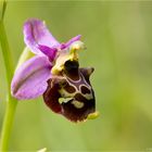 Bienen-Ragwurz (Ophrys apifera) ...