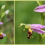 Bienen-Ragwurz (Ophrys apifera)...
