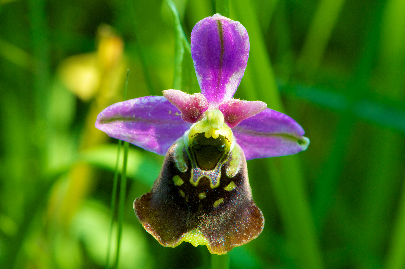 Bienen-Ragwurz - Ophrys apifera