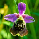 Bienen-Ragwurz - Ophrys apifera