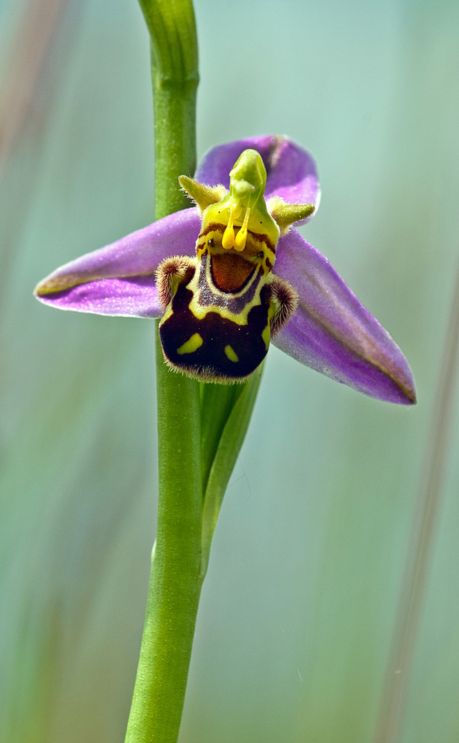 Bienen Ragwurz Ophrys apifera