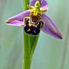 Bienen Ragwurz Ophrys apifera