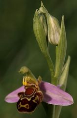 Bienen-Ragwurz (Ophrys apifera Hutson)