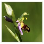  Bienen-Ragwurz (Ophrys apifera) im Profil.