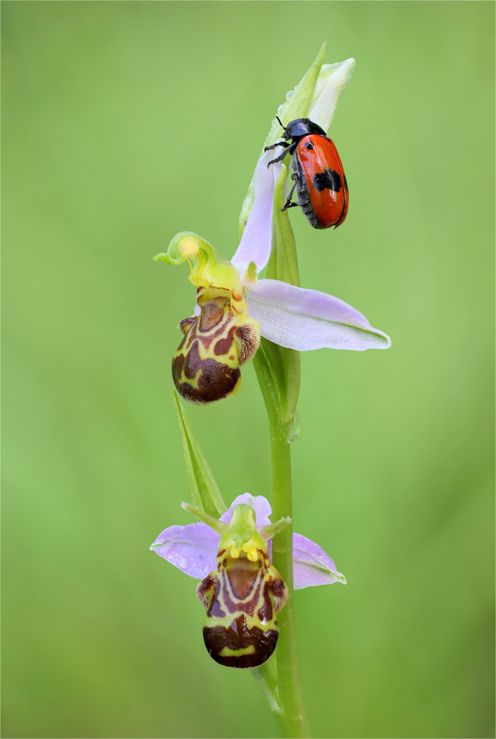 Bienen-Ragwurz, (Ophrys apifera) mit Ameisen-Blattkäfer (Clytra laeviuscula)