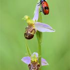 Bienen-Ragwurz, (Ophrys apifera) mit Ameisen-Blattkäfer (Clytra laeviuscula)