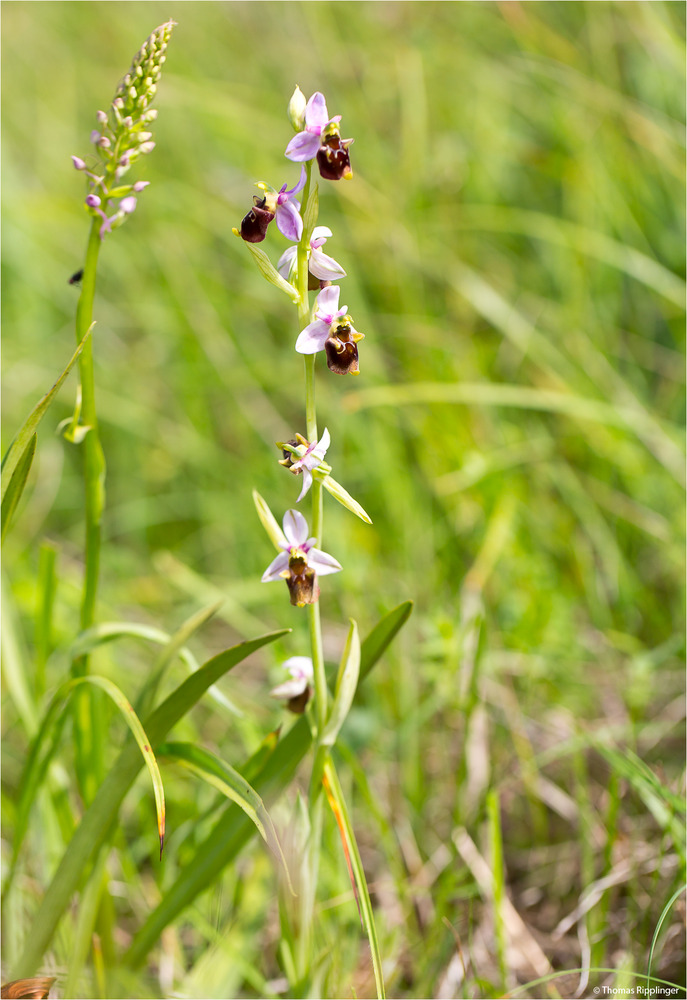 Bienen-Ragwurz (Ophrys apifera) & Mückenhändelwurz