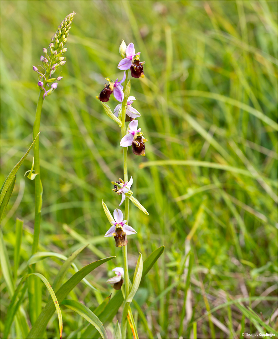 Bienen-Ragwurz (Ophrys apifera) & Mückenhändelwurz.