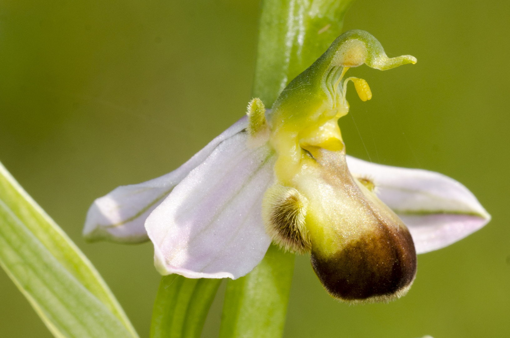 Bienen-Ragwurz (Ophrys apifera var. bicolor)