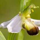 Bienen-Ragwurz (Ophrys apifera var. bicolor)