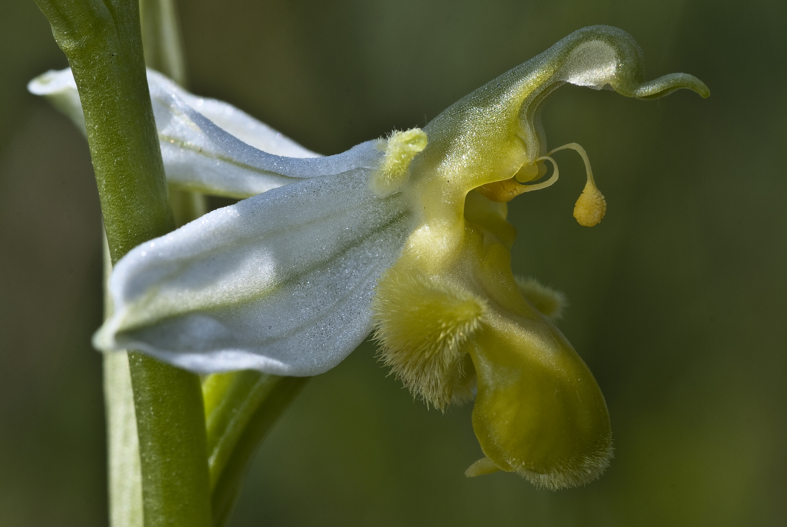 Bienen-Ragwurz (Ophrys apifera var. flavescens)