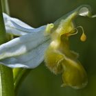 Bienen-Ragwurz (Ophrys apifera var. flavescens)