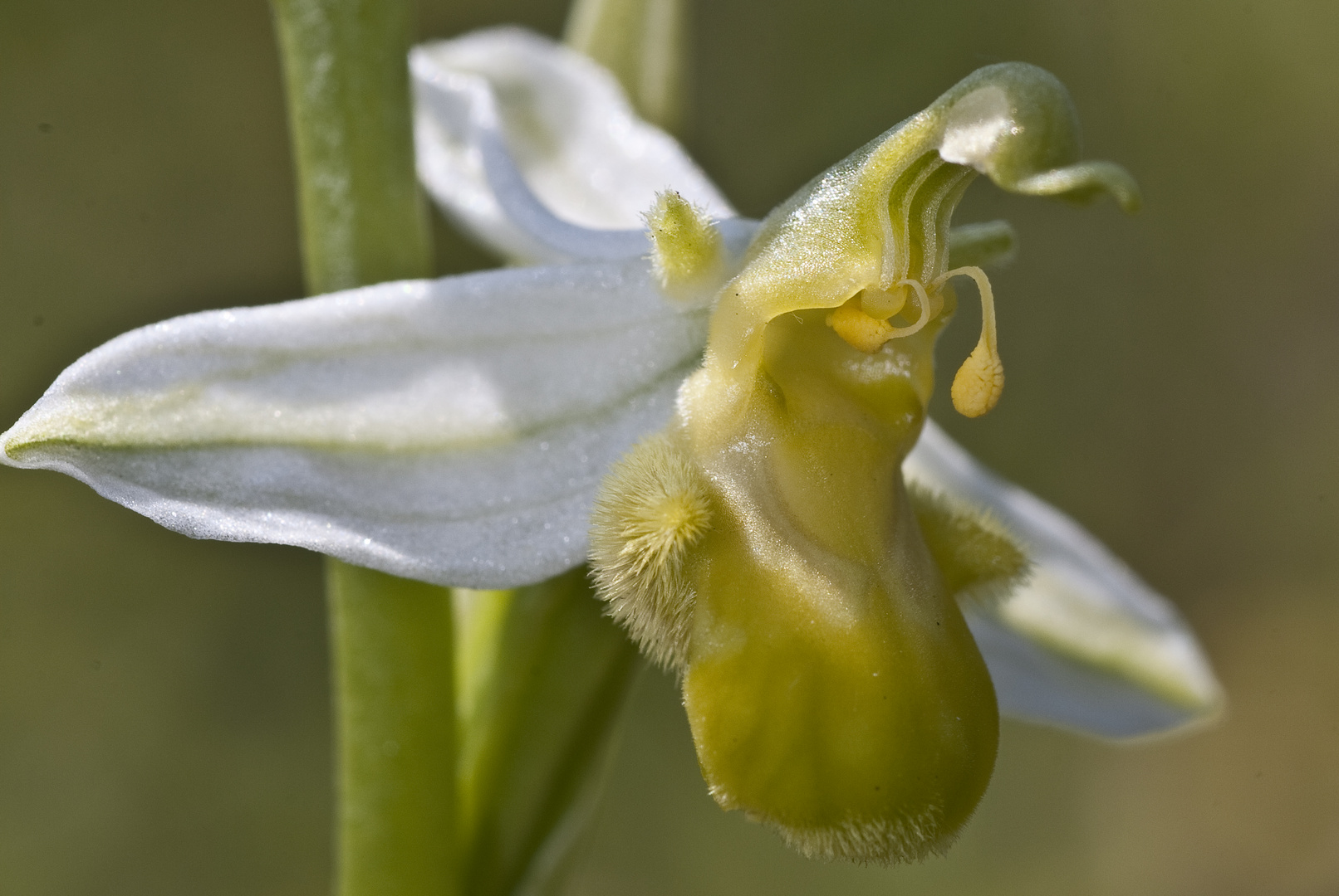 Bienen-Ragwurz (Ophrys apifera var. flavescens)