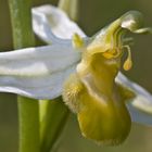 Bienen-Ragwurz (Ophrys apifera var. flavescens)