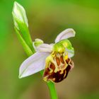 Bienen-Ragwurz (Ophrys apifera var. friburgensis)