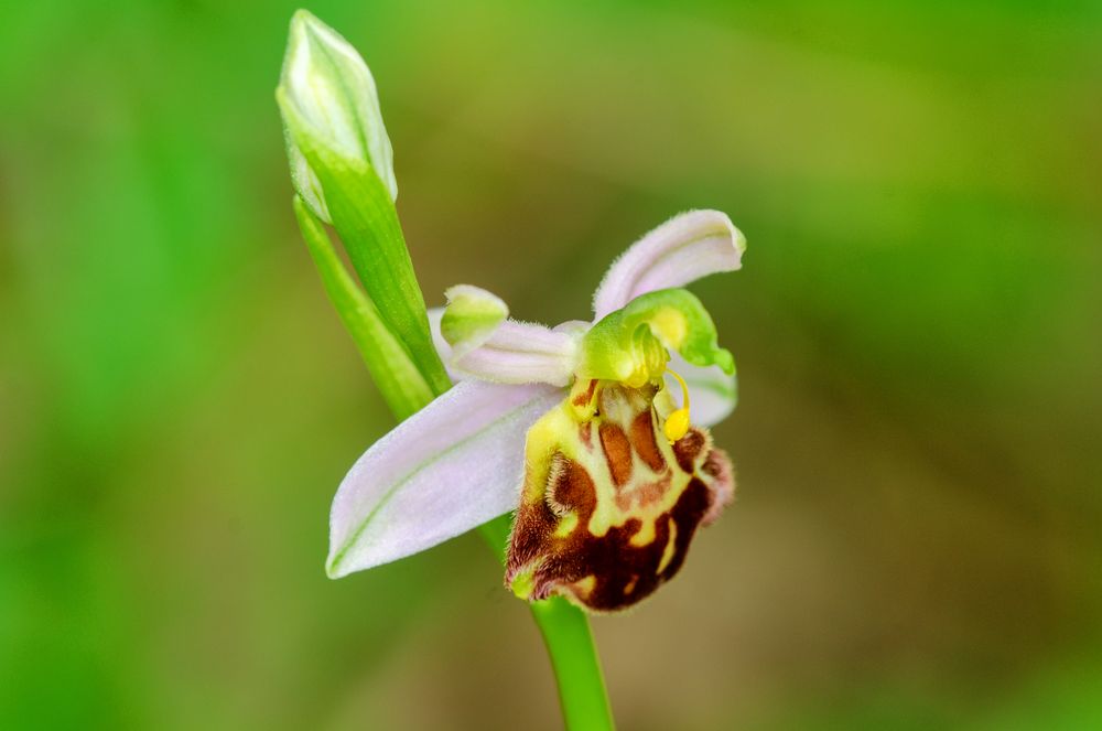 Bienen-Ragwurz (Ophrys apifera var. friburgensis)