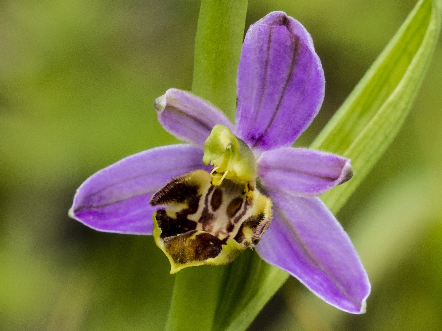 Bienen-Ragwurz (Ophrys apifera var.. friburgensis)