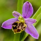 Bienen-Ragwurz (Ophrys apifera var.. friburgensis)