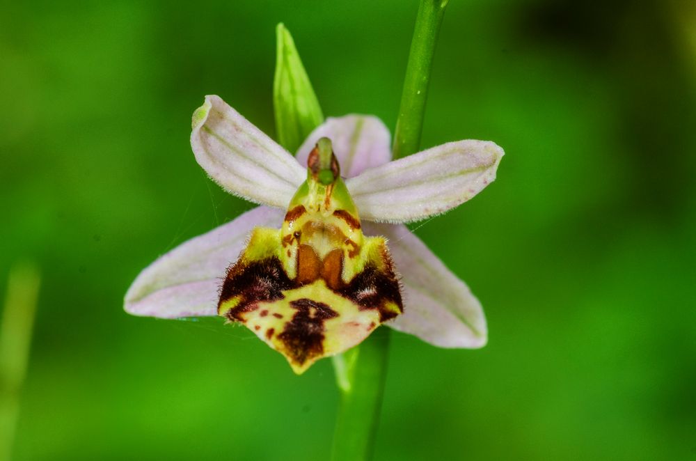 Bienen-Ragwurz (Ophrys apifera var. friburgensis)