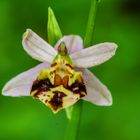 Bienen-Ragwurz (Ophrys apifera var. friburgensis)