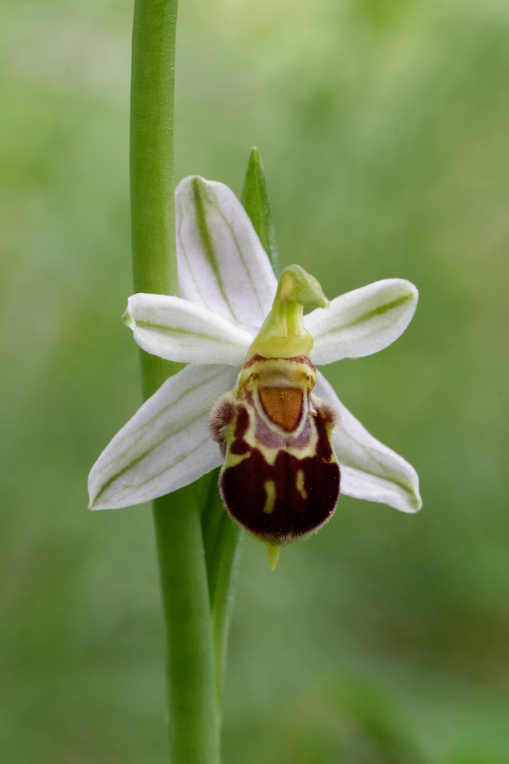 Bienen-Ragwurz (Ophrys apifera var. friburgensis)