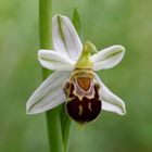 Bienen-Ragwurz (Ophrys apifera var. friburgensis)