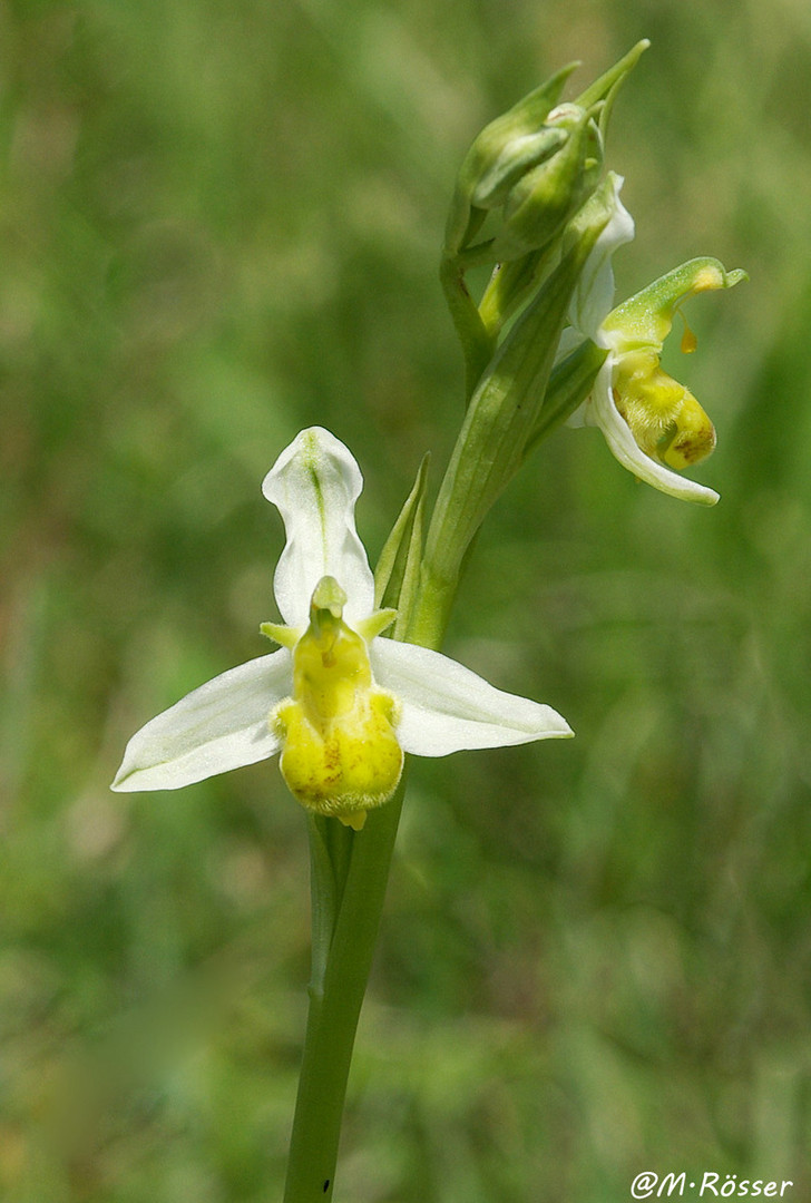 Bienen-Ragwurz (Ophrys apifera) var. yellow