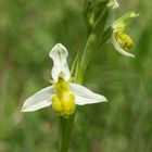 Bienen-Ragwurz (Ophrys apifera) var. yellow