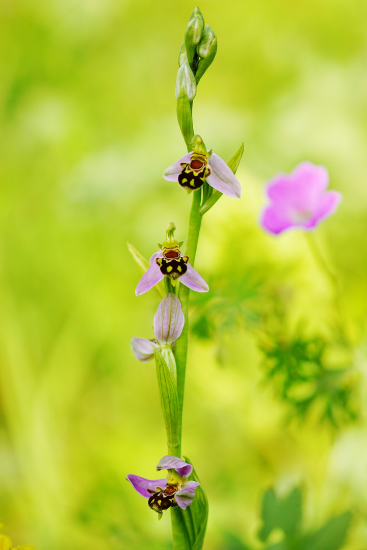 Bienen-Ragwurz Orchidee