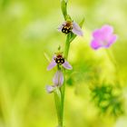 Bienen-Ragwurz Orchidee