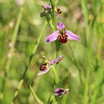 Bienen-Ragwurz,Ophrys apifera