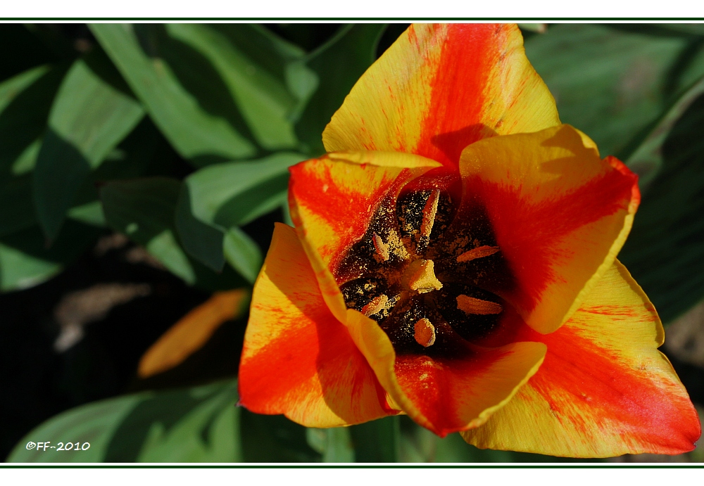 Bienen-Restaurant - Typ: Hafenkaschemme