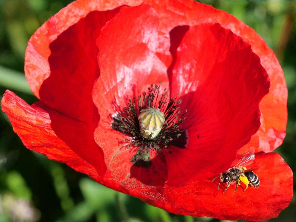 Bienen-Revier