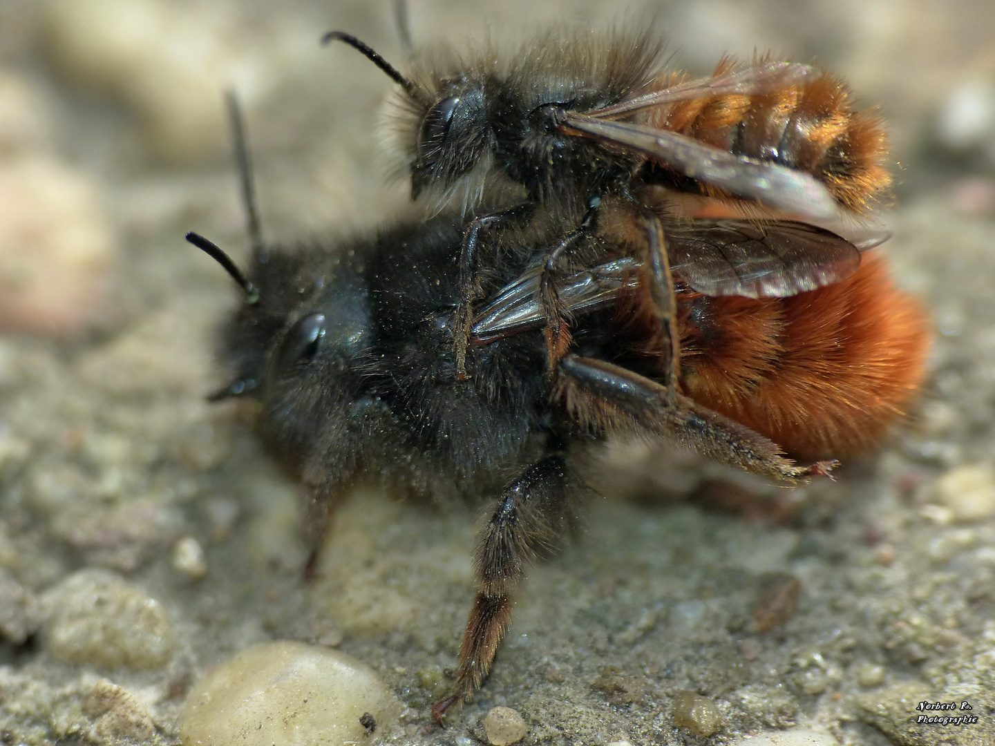 Bienen-Rodeo