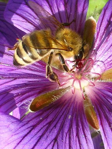 " Bienen - Rüssel "