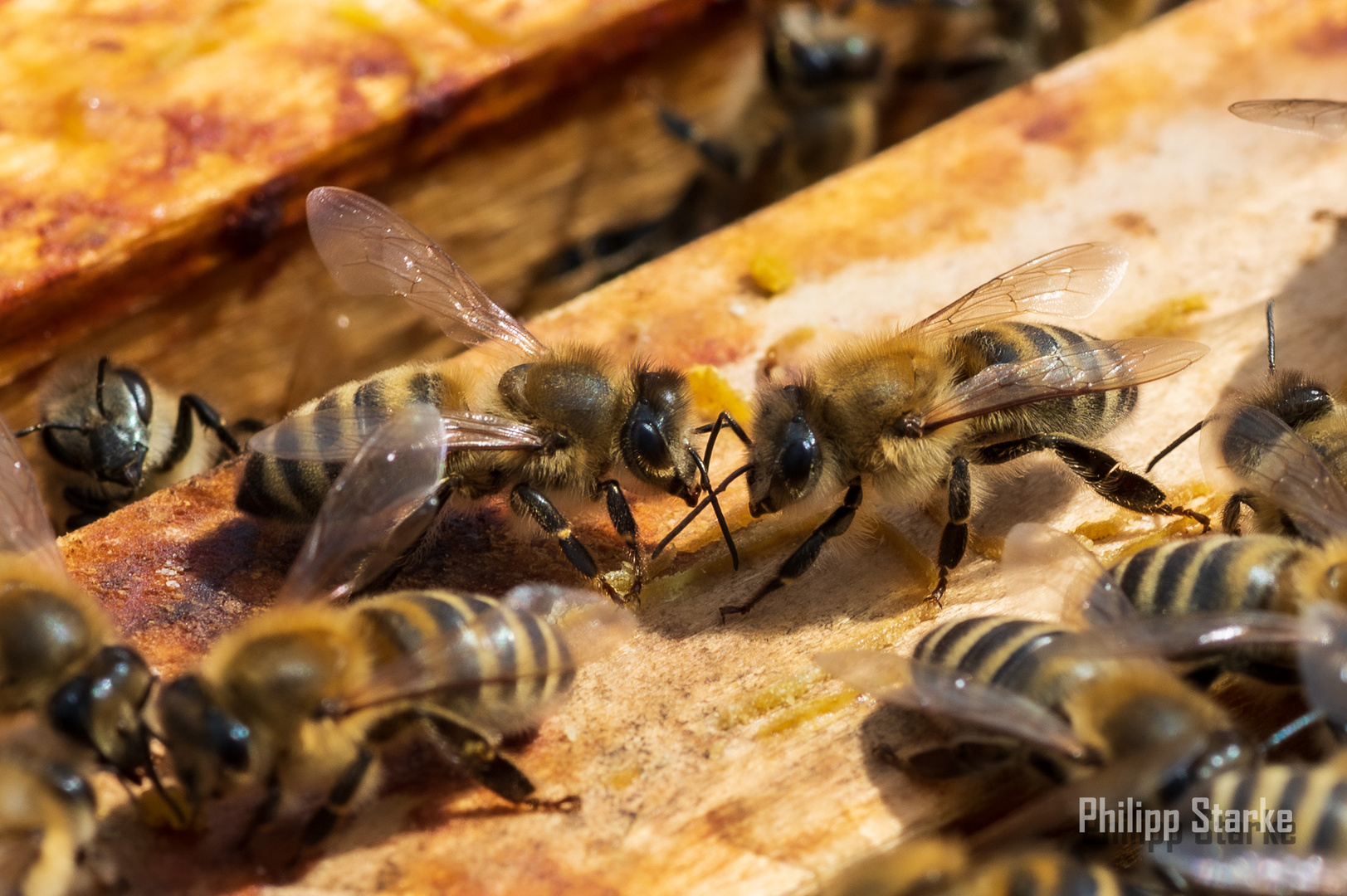 Bienen - Schau mir in die Augen 