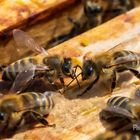 Bienen - Schau mir in die Augen 