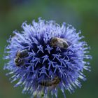 Bienen-Schlemmer-Blume