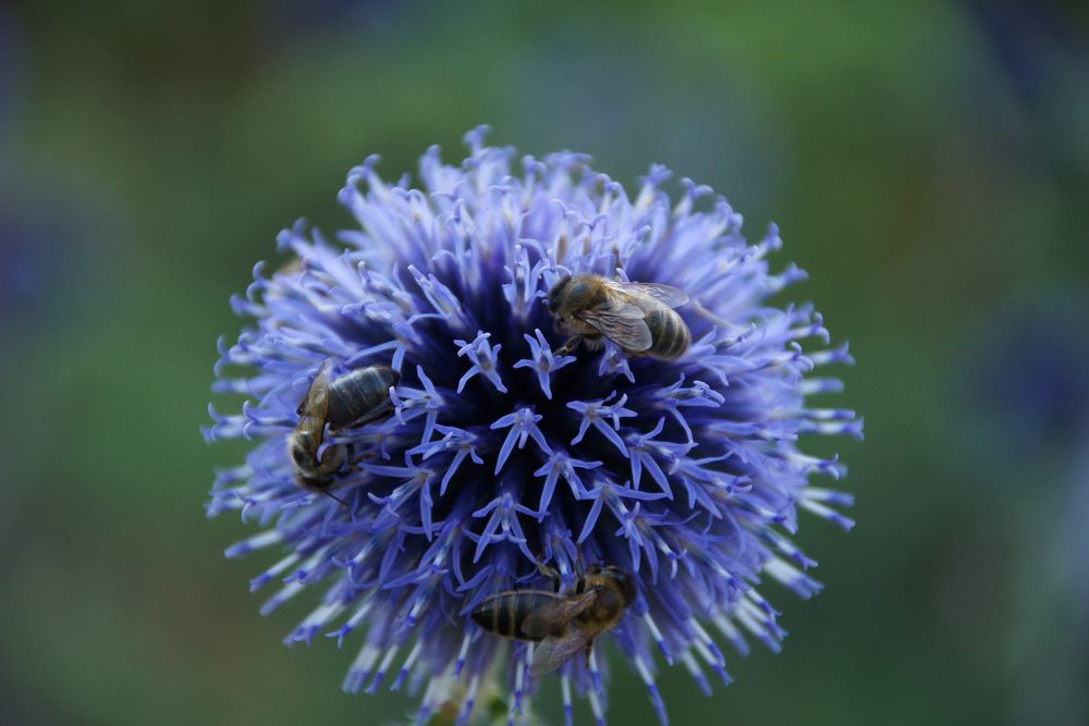 Bienen-Schlemmer-Blume