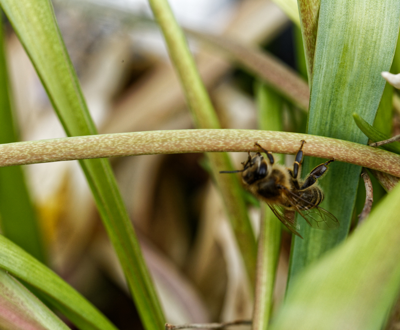 Bienen Seilwanderung