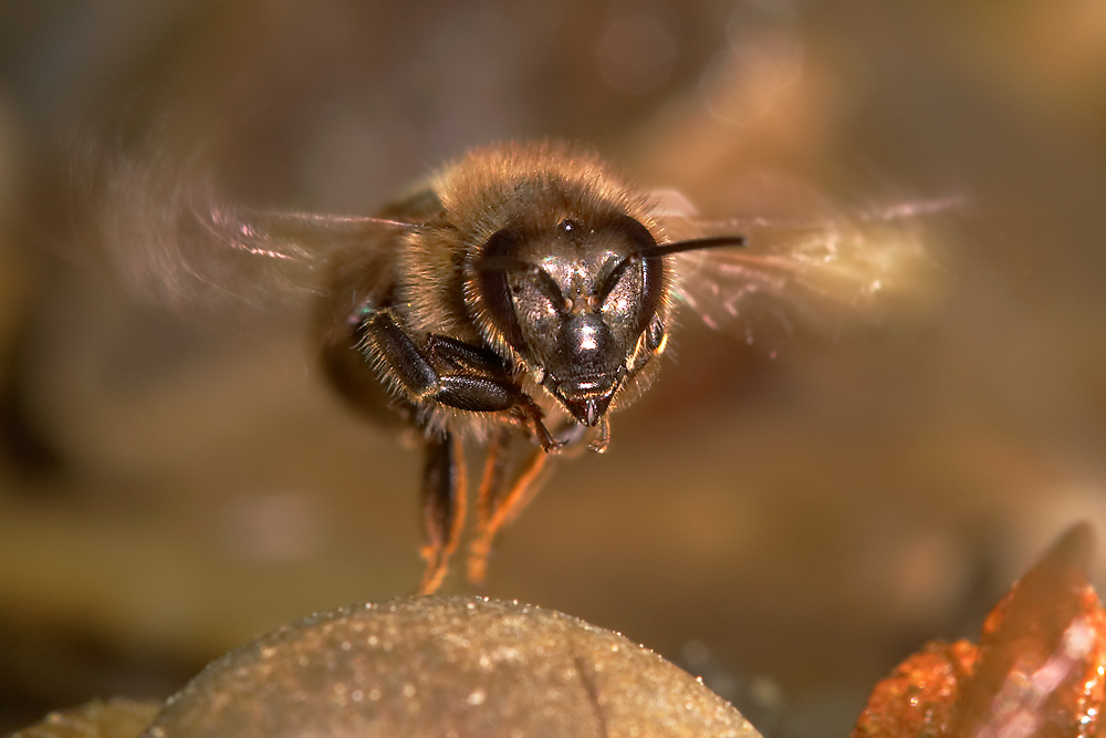 Bienen-Serie, Teil III