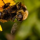 Bienen Sex