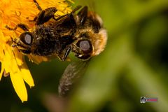 Bienen Sex