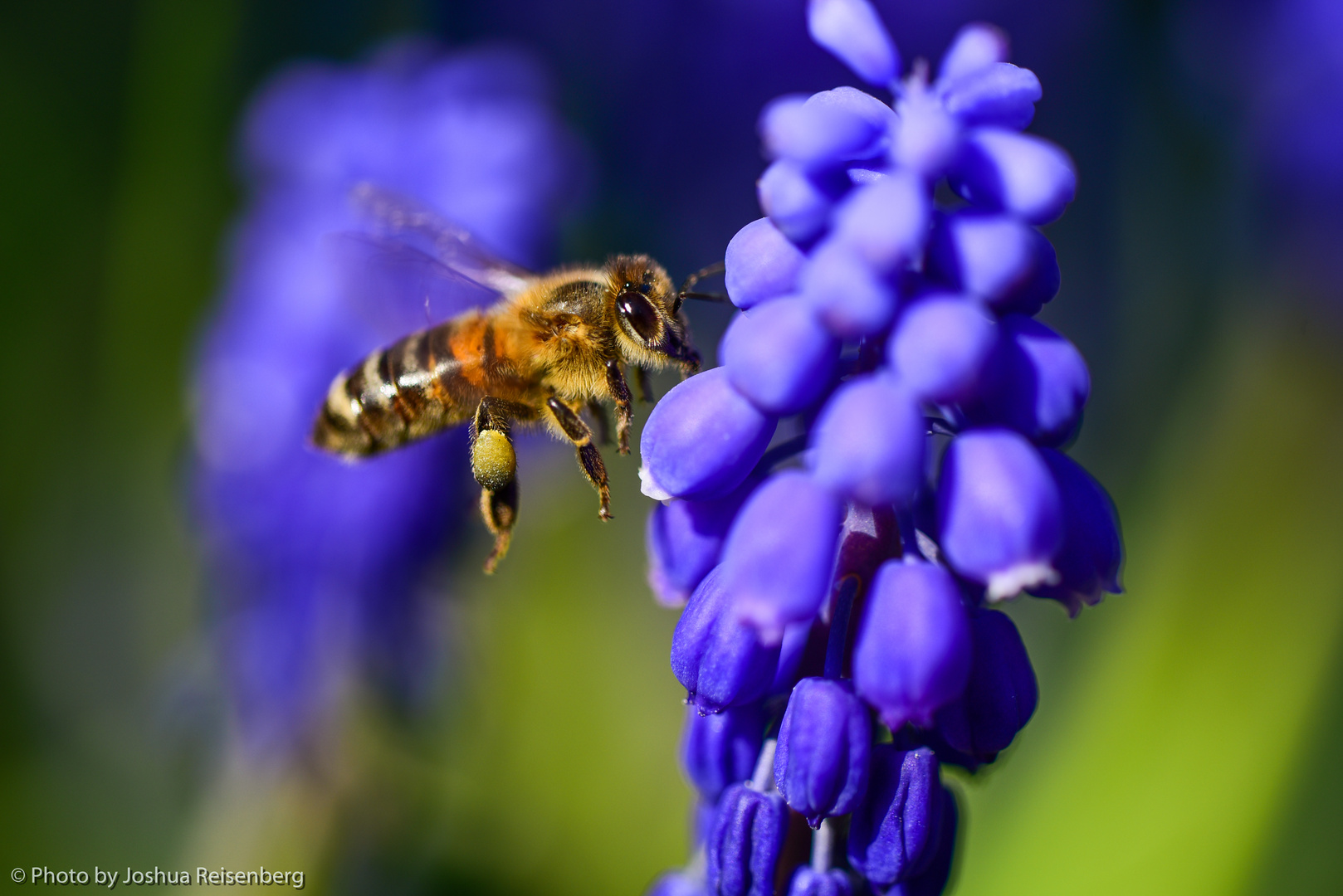 Bienen sind Freunde