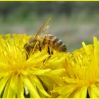 Bienen sind gar nicht so fleissig, sie können nur nicht langsam fliegen... ; )