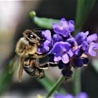 Bienen sind immer willkommene Gäste