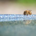 Bienen sind Rüsseltiere