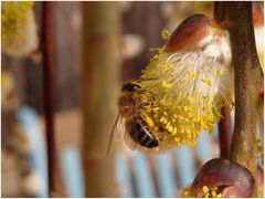 Bienen sind wieder unterwegs